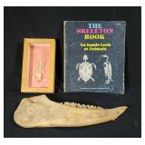 Animal Skeleton Book and Specimens