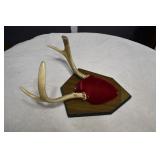 Pair of Mounted Antlers