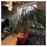 Norfolk Island Pine in Red Planter