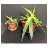 Two Potted Aloe Vera Plants