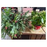Potted Christmas Cactus and Kalanchoe