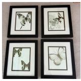 4 Framed Butterfly Prints 14ï¿½ï¿½x16