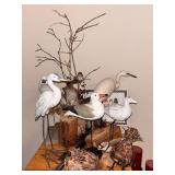Collection of Various Species of Birds