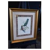 Beautiful Hapaloderma Narina Bird Print