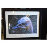 Close Up Ostrich Original Photo