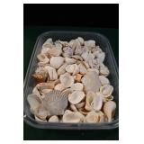 Small Flat of Sea Shells