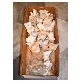 Small Flat of Sea Shells