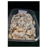 Small Flat of Sea Shells