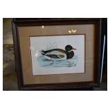 Mallard Framed Art Print