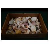 Small Flat of Sea Shells