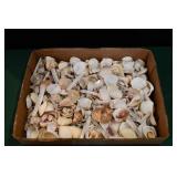 Small Flat of Sea Shells