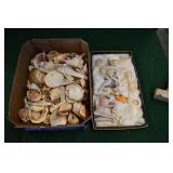 2 Small Flats of Sea Shells