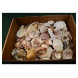 Small Flat of Sea Shells