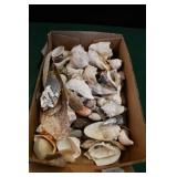 Flat of Sea Shells