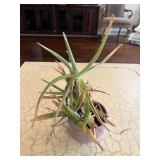 Potted Aloe in Purple Planter
