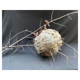 Natural Wasp Nest on Branch