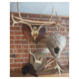 Deer Antlers and Hornets Nest