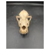 Coyote Skull