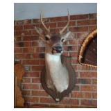 Buck Deer Head Taxidermy #1