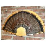 Turkey Tail Feather Taxidermy