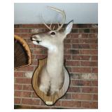 Buck Deer Head Taxidermy #2
