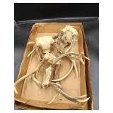 5 Sets of Deer Antlers