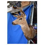 White Tail Deer Mounted Taxidermy Head