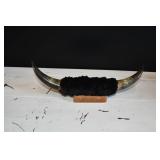 Pair of Mounted Bull Horns