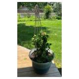 Potted Mandevilla Vine with Metal Trellis