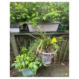 Potted Outdoor Plants