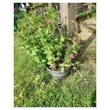 10 Planters with Plants - Read Details