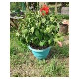 Matching Planters with Hibiscus Plants