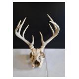 10 Point White Tail Deer Skull w/ Horns