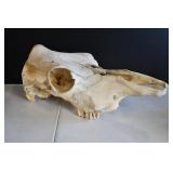 Bovine Skull