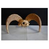 Ram Skull & Horns