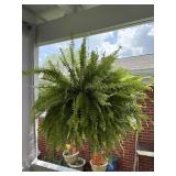 Boston Fern Hanging Basket Plant