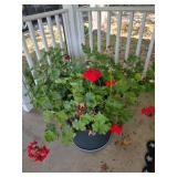 3 Rocky Mountain Geranium Planters