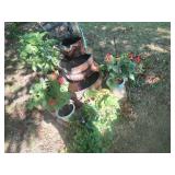 Collection of Potted Plants