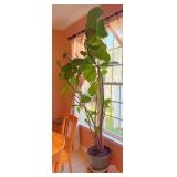 Fiddle Leaf Fig Tree in Pot ~94 in. Tall