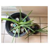 Potted Aloe Vera Plants in Decor Pots