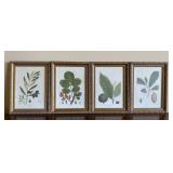 (4) Bombay Company Botanical Prints