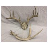Whitetail deer antlers
