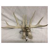 Whitetail Deer antlers perfect for rattling