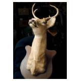 Deer Mount 1977