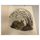 Cottontail Rabbit print by Ray Harm signed