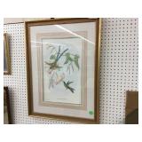 Hylonympha Macrocerca Matted Print by J. Gould & H
