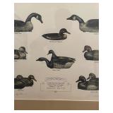 Cobb Island Eastern Shore Duck Decoys Print
