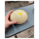Ostrich Egg