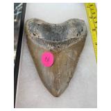Large Megalodons Tooth