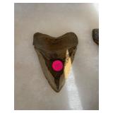 Large Megalodons Tooth